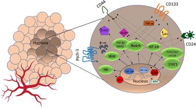 Tumor microenvironment-induced tumor cell plasticity: relationship with hypoxic stress and impact on tumor resistance